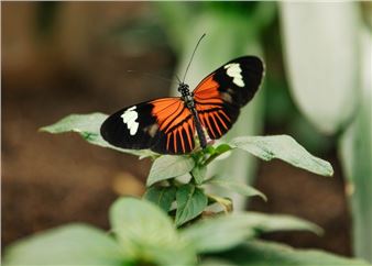 Fred & Dorothy Fichter Butterflies Are Blooming