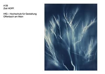 Ginster I - Zoé Hopf