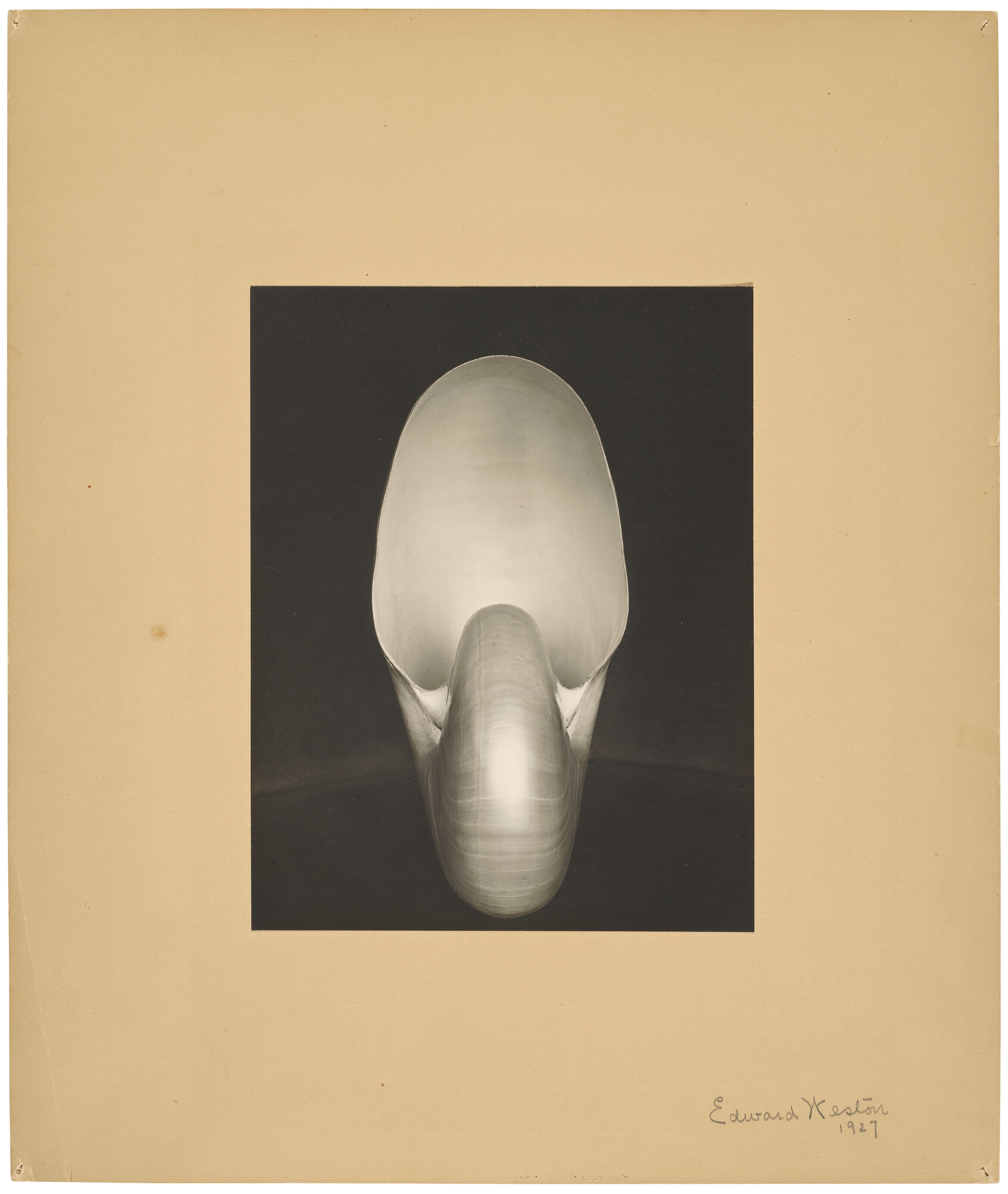 Edward Weston | Shell (Nautilus), 1927 (1927) | MutualArt