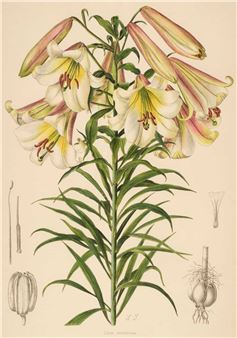 Seven Prints of Lilies - Henry John Elwes