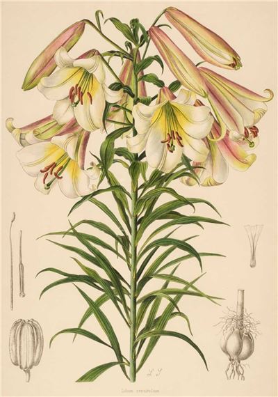 Seven Prints of Lilies - Henry John Elwes