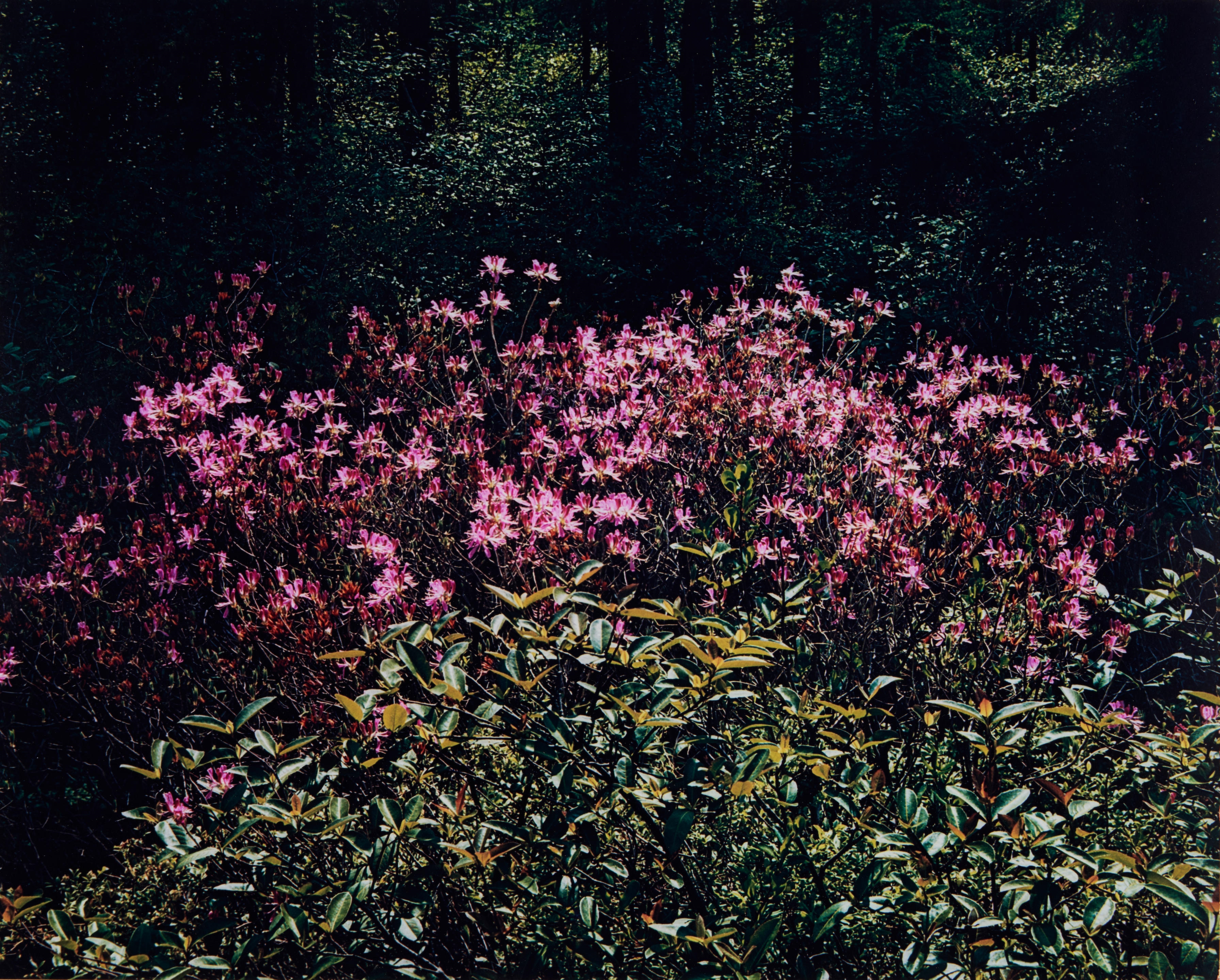 Rhodora, New Hampshire from the portfolio The Seasons by Eliot Porter, printed 1963
