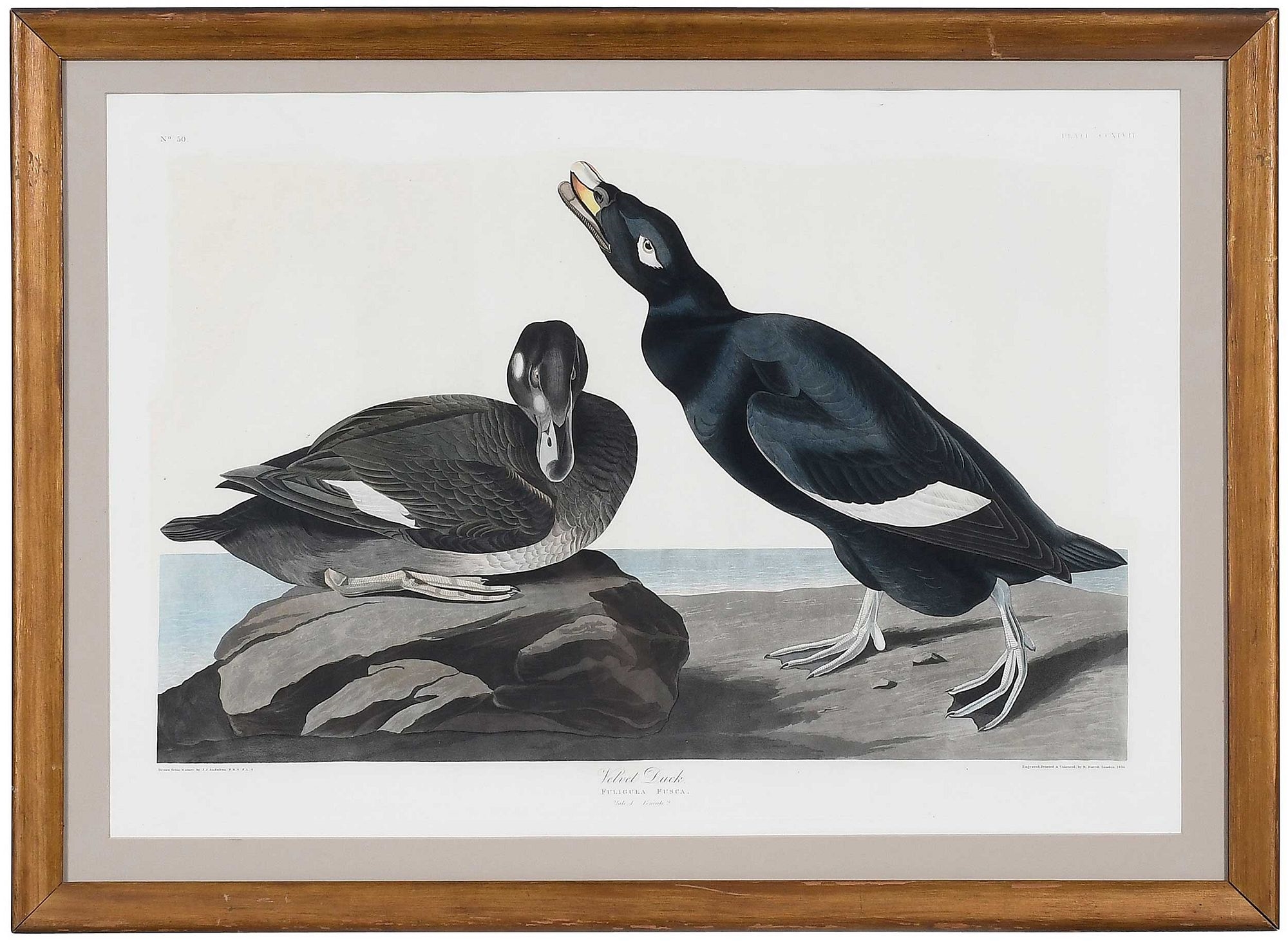 Pl. 247 - John James Audubon