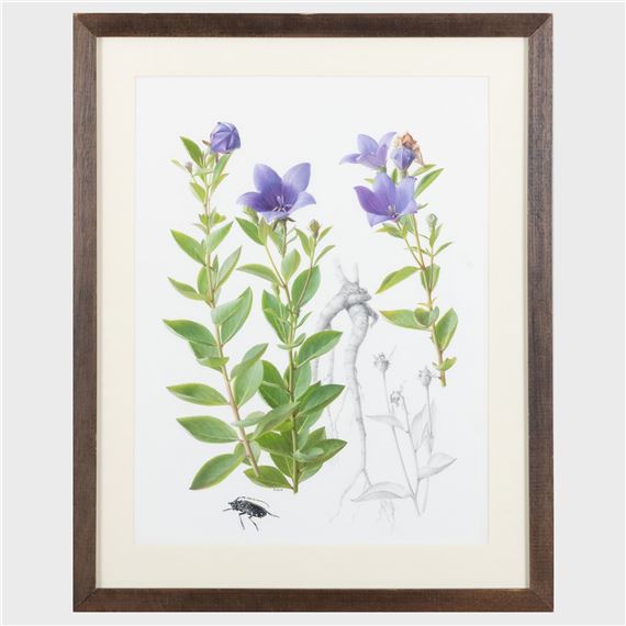 Raymond Booth | Rhododendron Maculife rum Anwheiense (1998