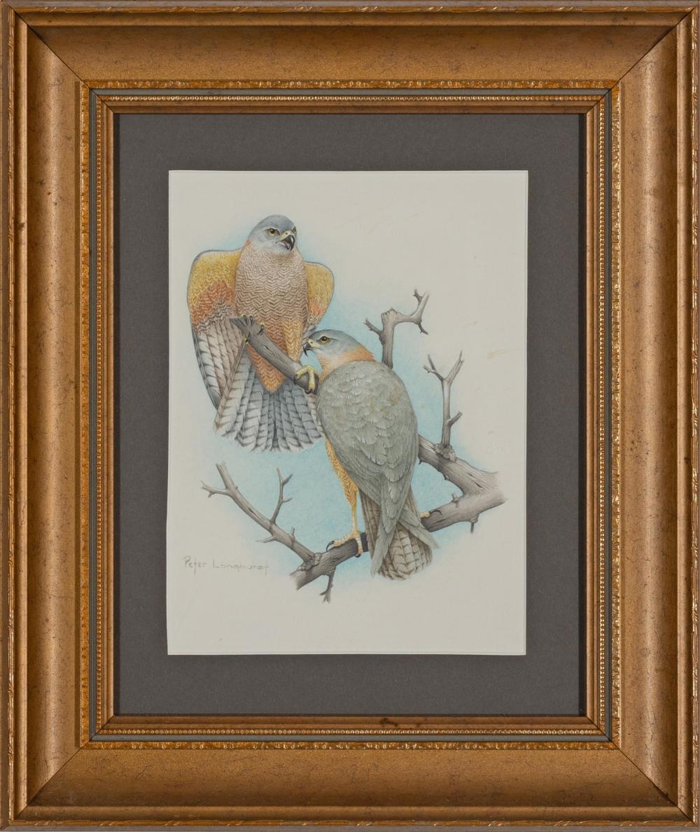Peter Longhurst | Brown Goshawk & Spotted Harrier (2works) | MutualArt