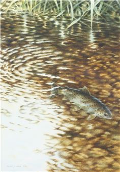 Brown Trout swimming in a chalk stream/river. - Michael J. Loates