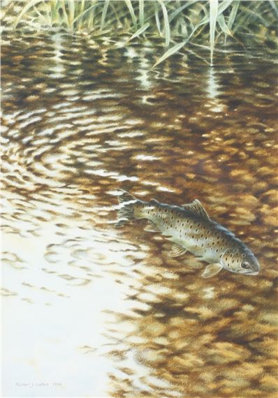 Brown Trout swimming in a chalk stream/river. - Michael J. Loates