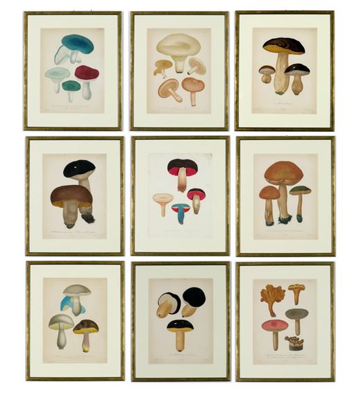 JOSEPH ROQUES, Mushrooms by Joseph Roques, 1864