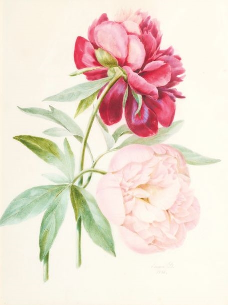 Artwork by Andree-Emma-Felicite Desportes De La Fosse, Hydrangea branch, Made of Watercolor