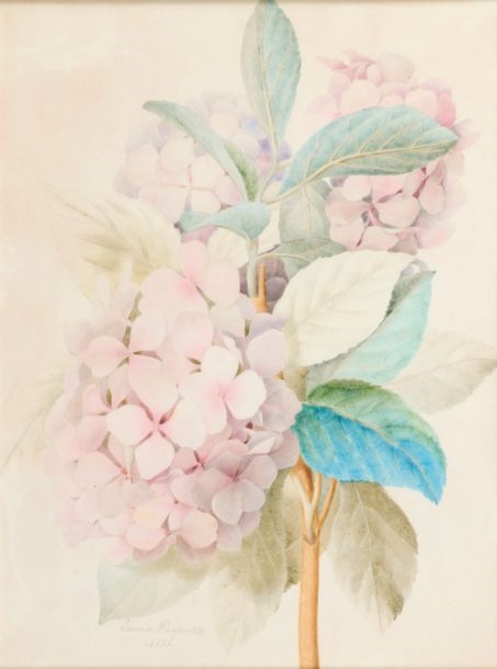 Artwork by Andree-Emma-Felicite Desportes De La Fosse, Hydrangea branch, Made of Watercolor