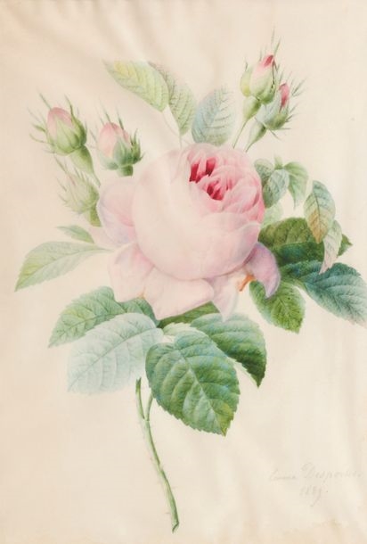 Artwork by Andree-Emma-Felicite Desportes De La Fosse, Hydrangea branch, Made of Watercolor