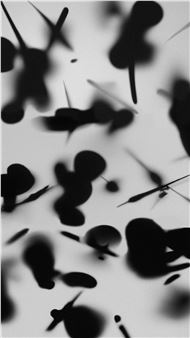 The Owl - Linda Dounia Rebeiz