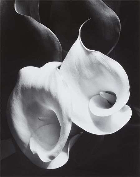 Two Callas by Imogen Cunningham, printed 1990