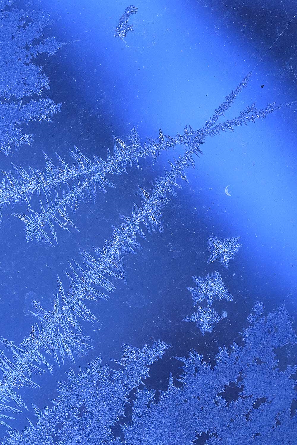 Artwork by Gabriel Esteban Molina, Criologia XII, Made of photography print on aluminum dibond