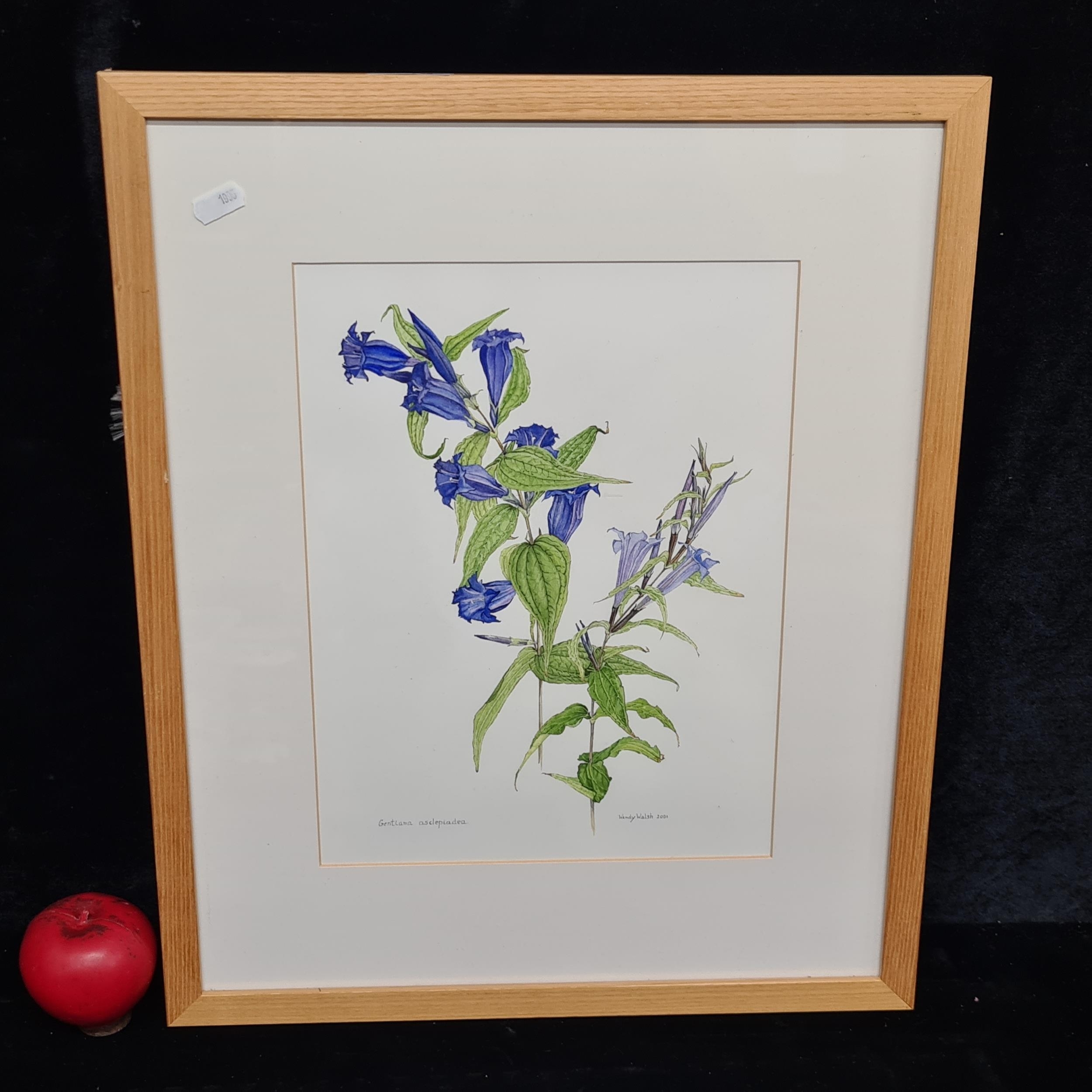 A botanical study of Gentiana Asclepiadea / Willow Gentian - Wendy Walsh