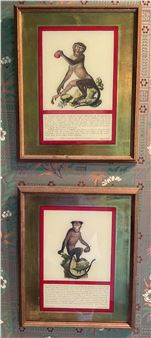 Jacob's Monkey's - J.h. Jacob