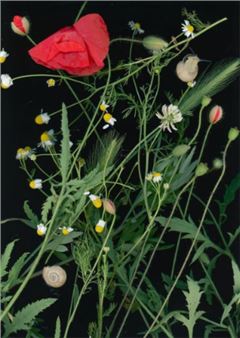 Sara Angelucci: Nocturnal Botanical - Stephen Bulger Gallery