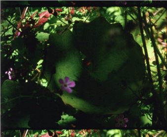 Nathaniel Dorsky: Arboretum Cycle - Peter Blum Gallery