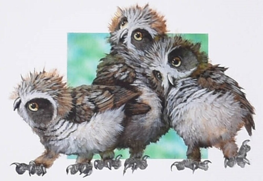 Paul Margocsy | Australian Boo Book Owlets | MutualArt