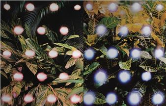 36 Antipodes - Hannah Whitaker