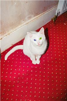 Charlie Tallott Wins the 2024 Photo London X Nikon Emerging Photographer Award