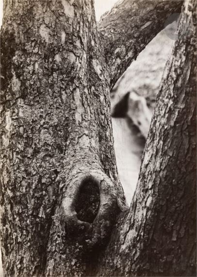Apple Tree Trunk, c by Raoul Hausmann, circa 1950
