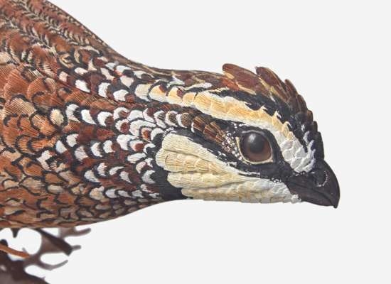 Artwork by Grainger McKoy, Running Quail, Made of Carved, polychromed wood