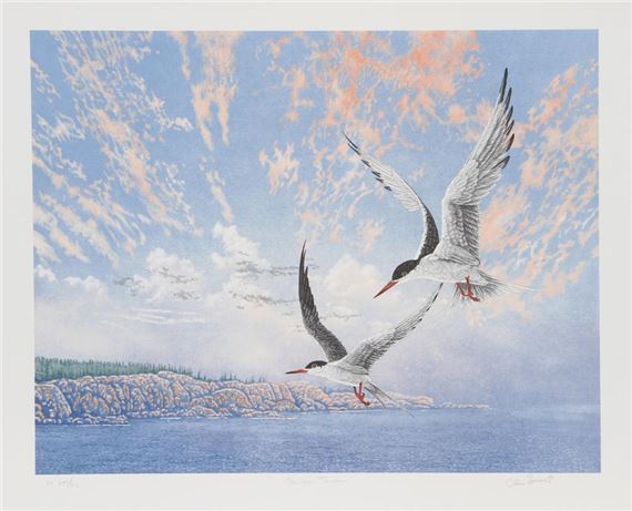 COMMON TERNS by Chris Forrest, 1980