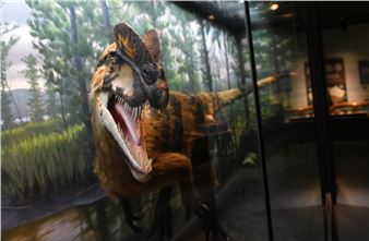 Permanent Science Galleries: Natural Cycles Shape Our Land - Bruce Museum