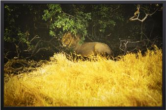 OHNE TITEL (ELEFANT - Gabriele Muschel