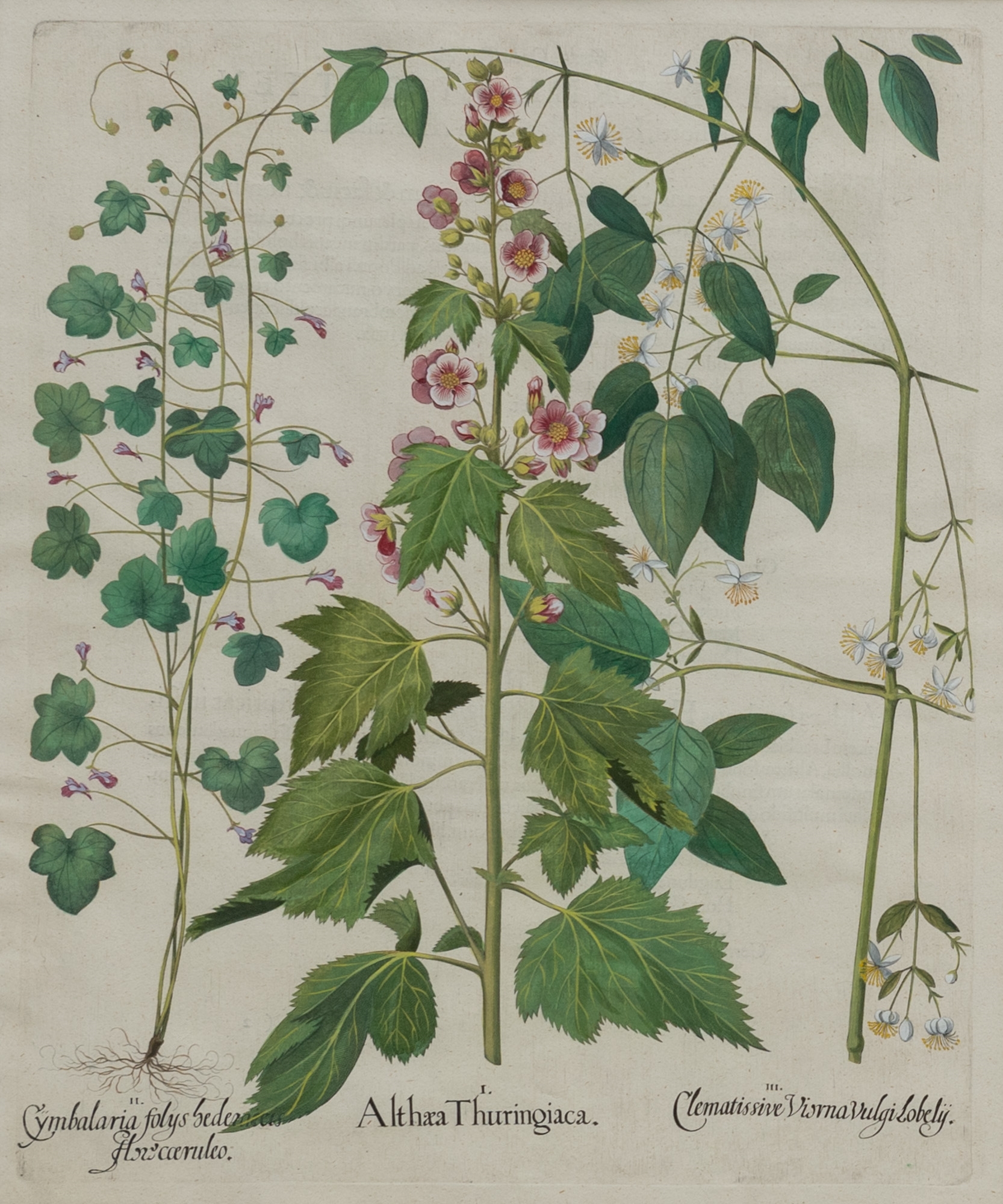 Artwork by Basilius Besler, Basilius Besler (1561-1629, Made of hand-colored engravings