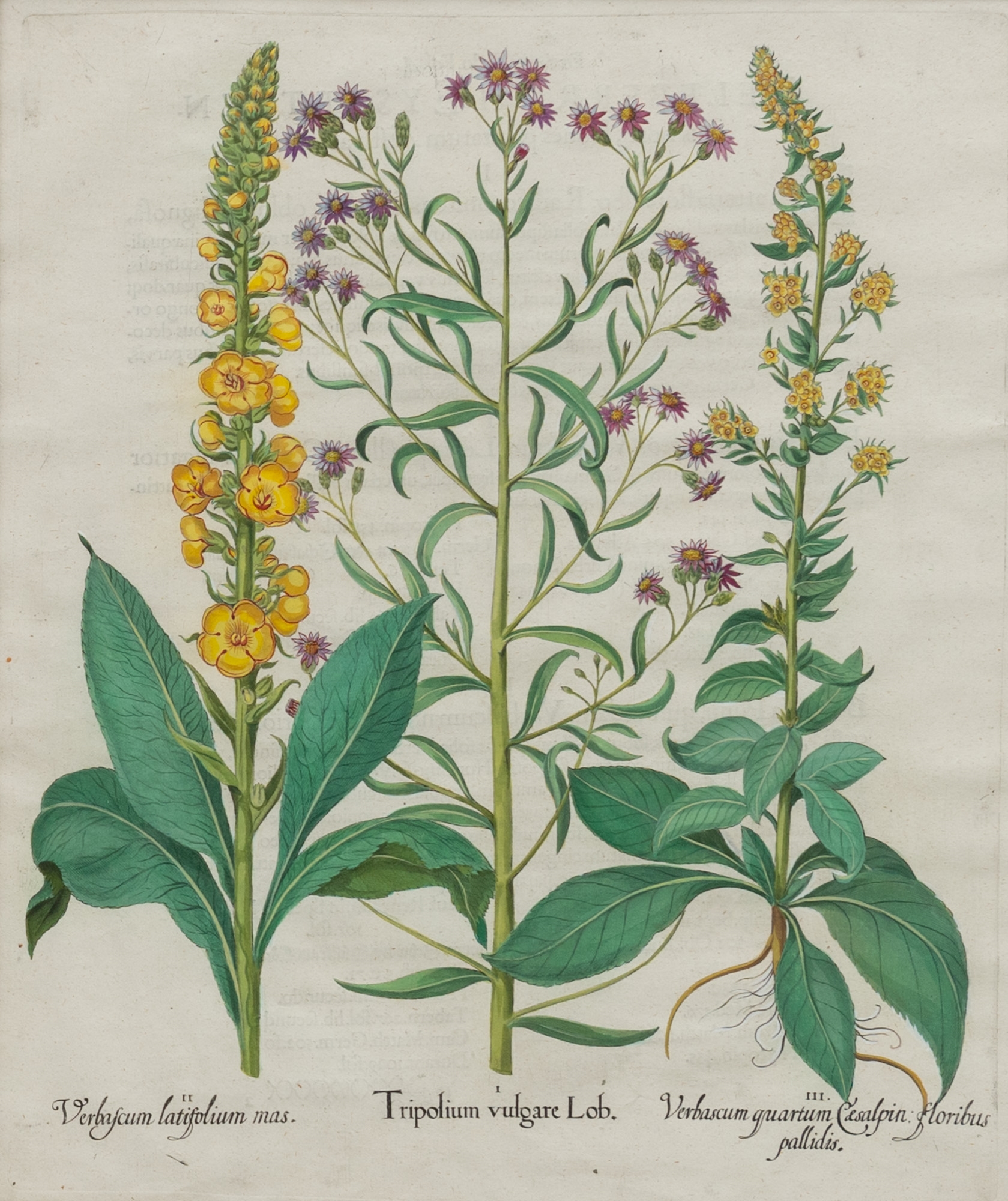 Artwork by Basilius Besler, Basilius Besler (1561-1629, Made of hand-colored engravings