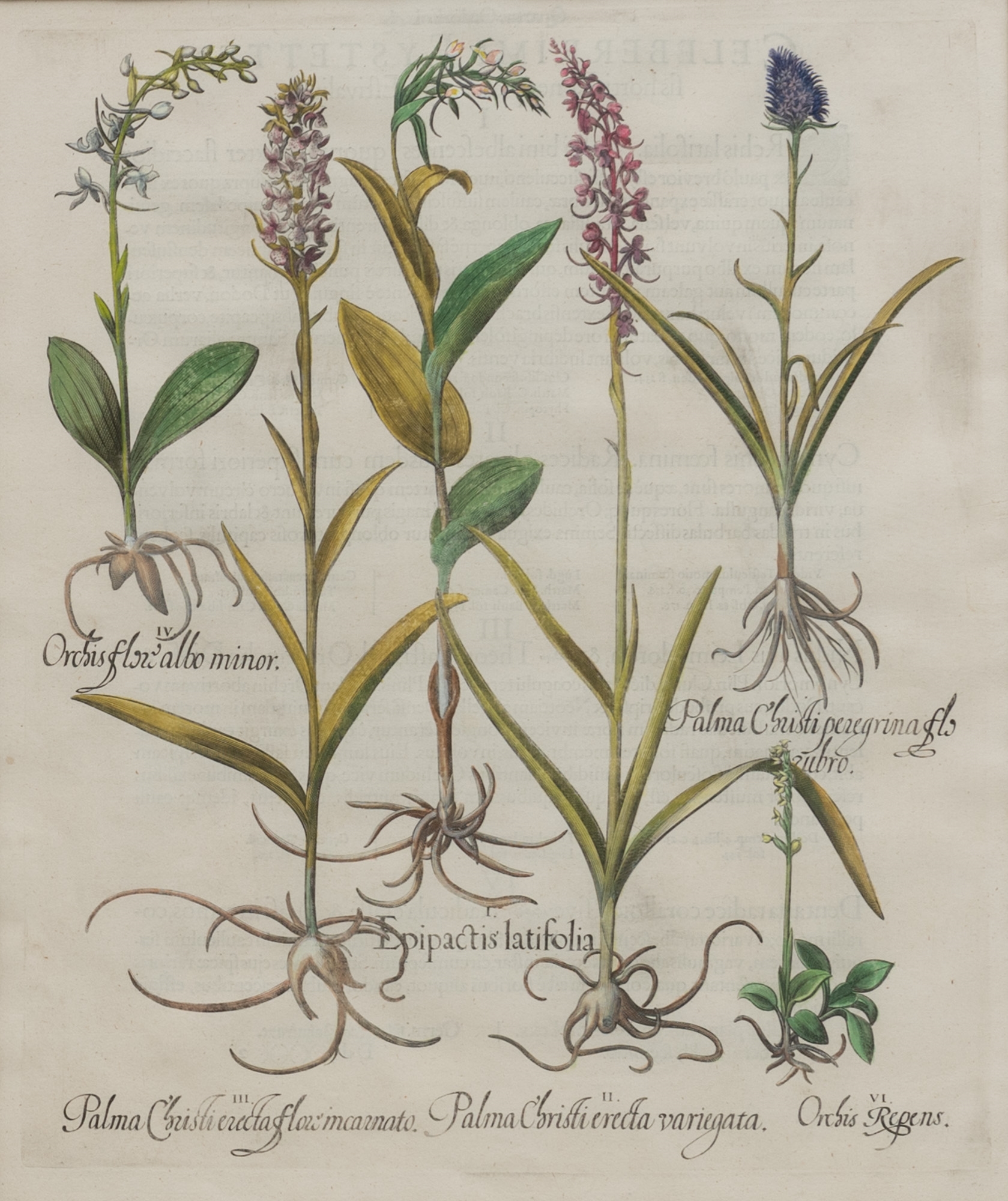 Artwork by Basilius Besler, Basilius Besler (1561-1629, Made of hand-colored engravings