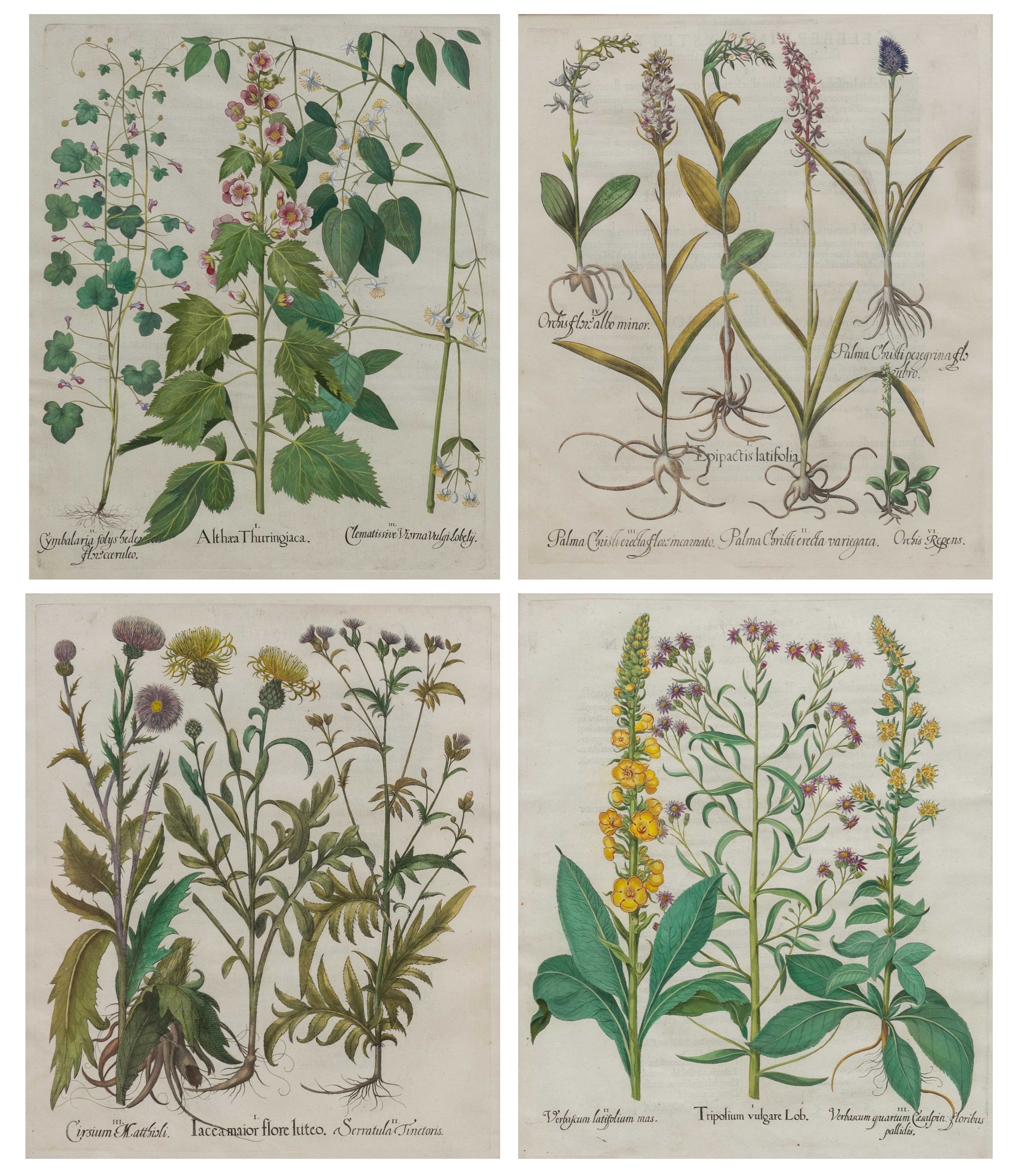 Artwork by Basilius Besler, Basilius Besler (1561-1629, Made of hand-colored engravings