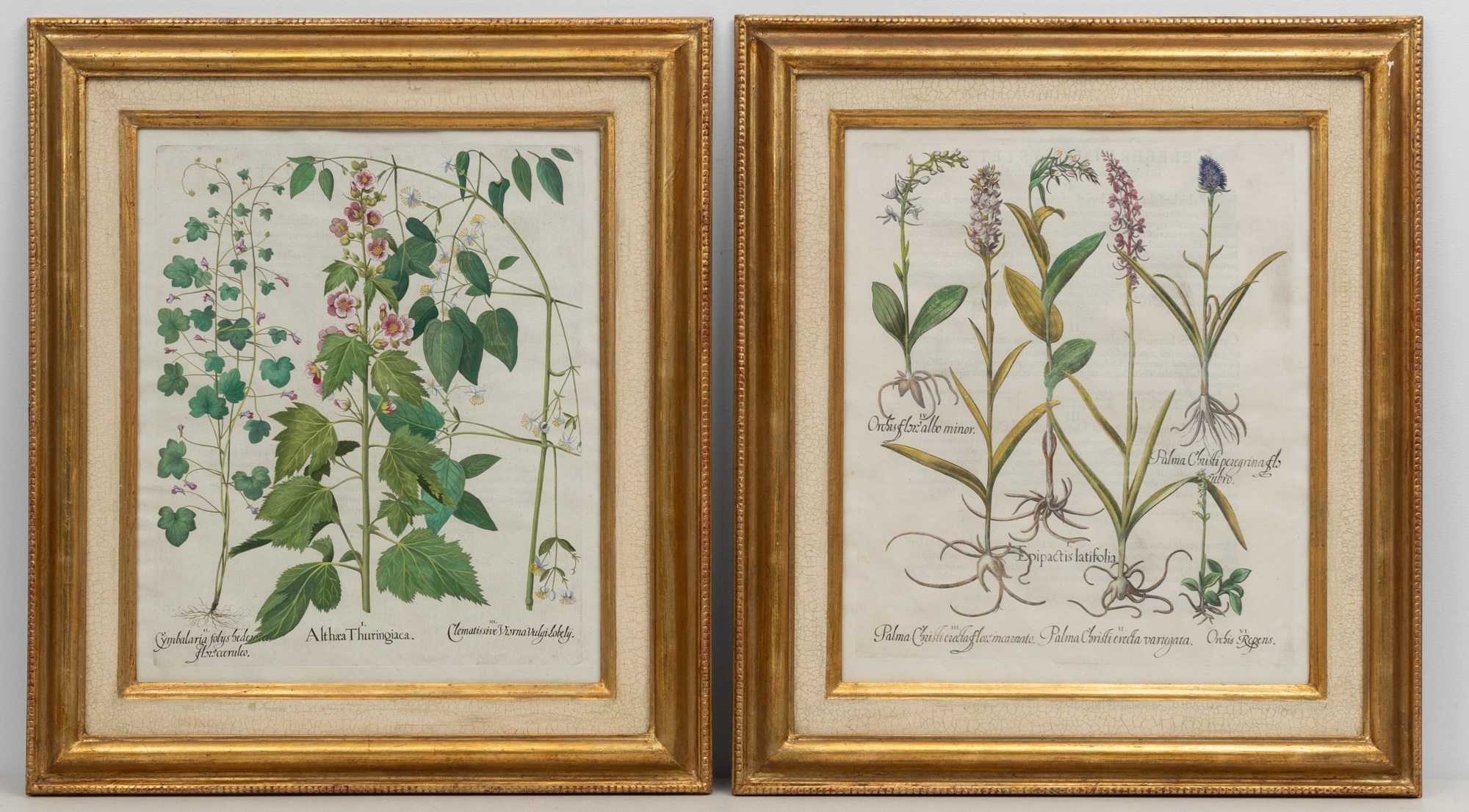 Artwork by Basilius Besler, Basilius Besler (1561-1629, Made of hand-colored engravings