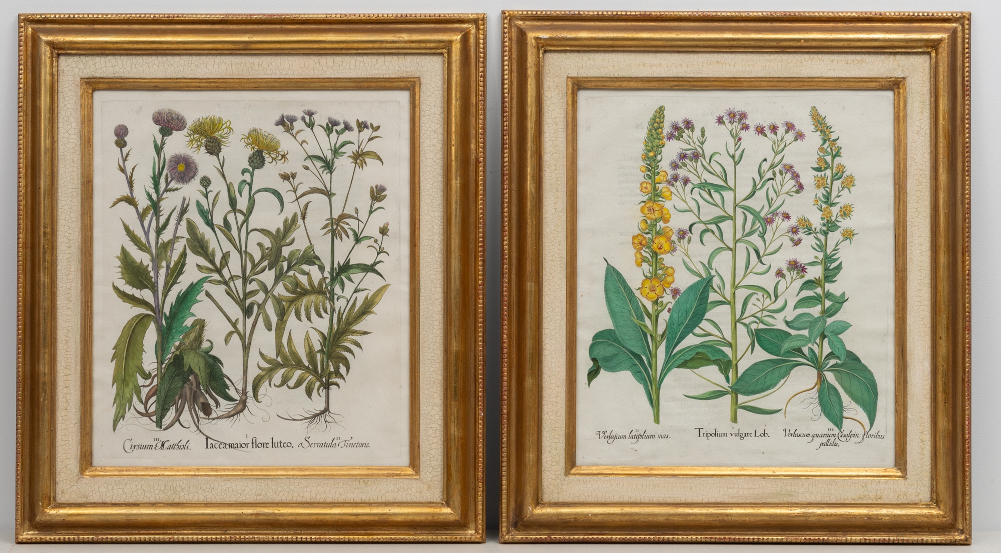 Artwork by Basilius Besler, Basilius Besler (1561-1629, Made of hand-colored engravings