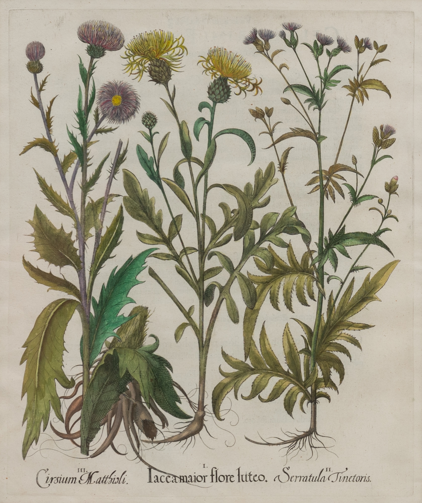 Artwork by Basilius Besler, Basilius Besler (1561-1629, Made of hand-colored engravings