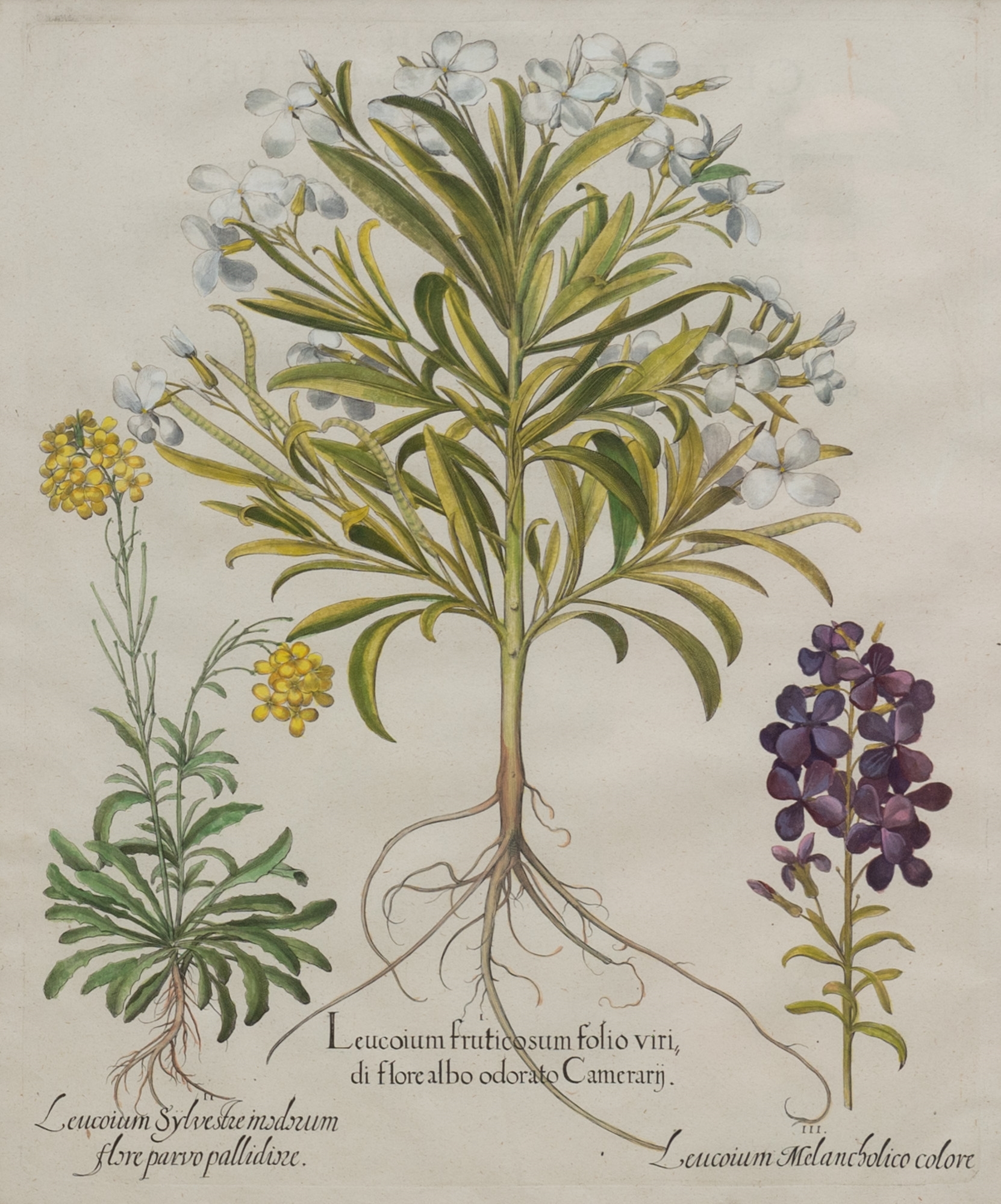 Artwork by Basilius Besler, Basilius Besler (1561-1629, Made of hand-colored engravings