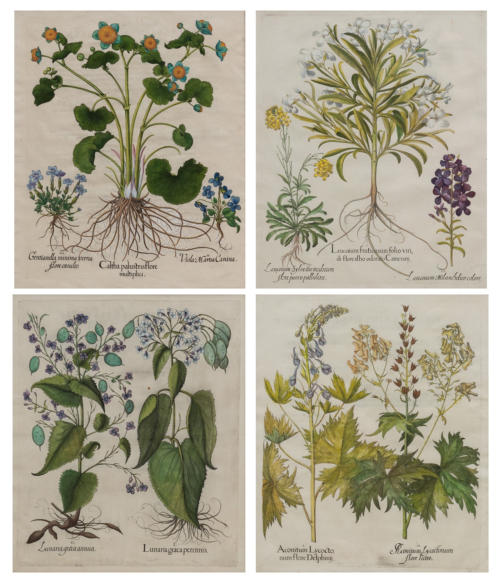 Artwork by Basilius Besler, Basilius Besler (1561-1629, Made of hand-colored engravings