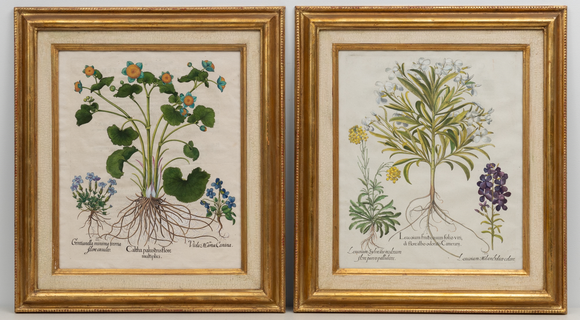 Artwork by Basilius Besler, Basilius Besler (1561-1629, Made of hand-colored engravings