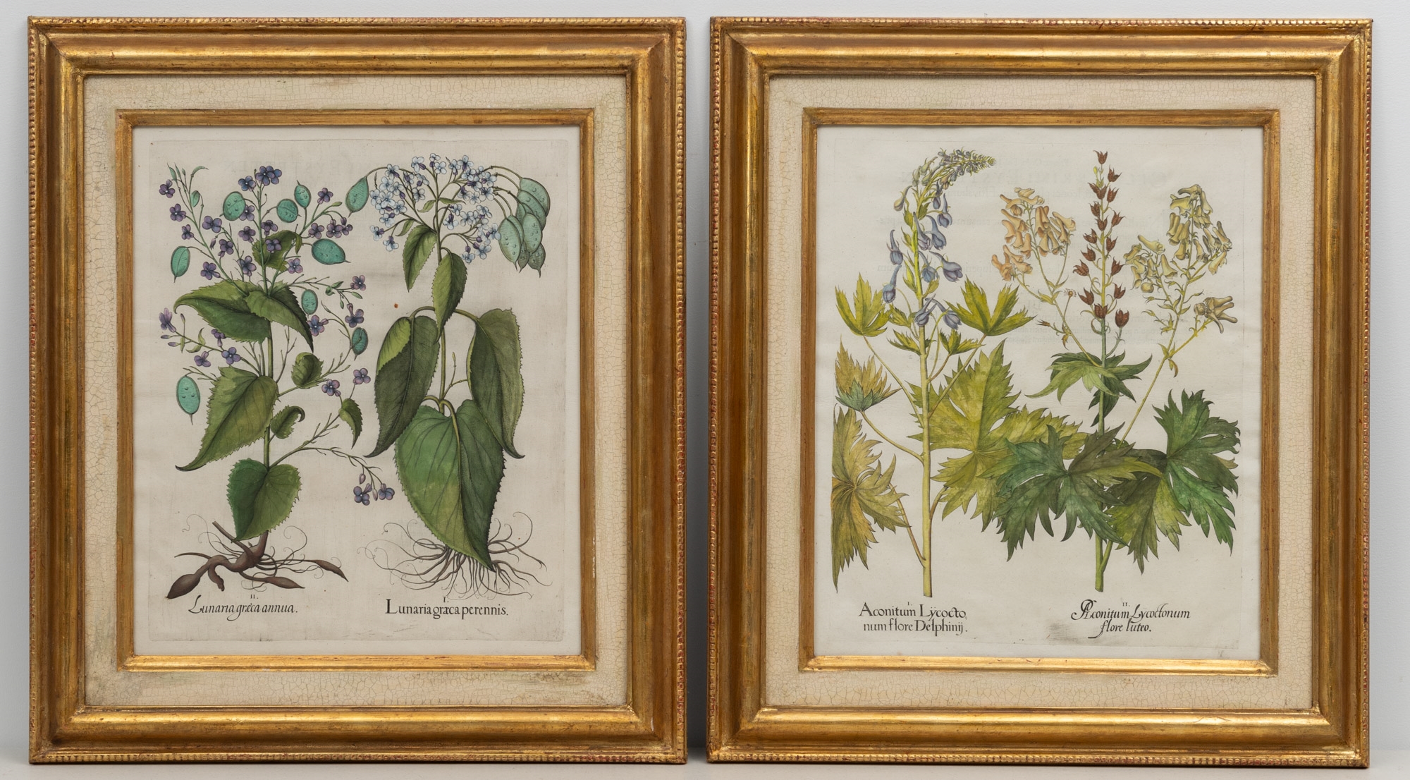 Artwork by Basilius Besler, Basilius Besler (1561-1629, Made of hand-colored engravings