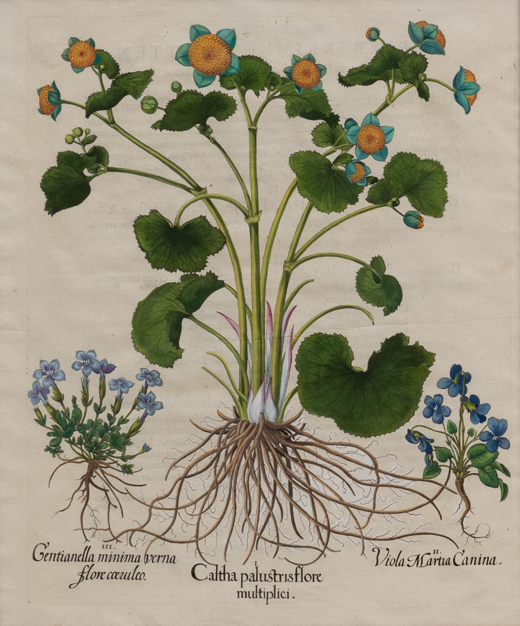 Artwork by Basilius Besler, Basilius Besler (1561-1629, Made of hand-colored engravings