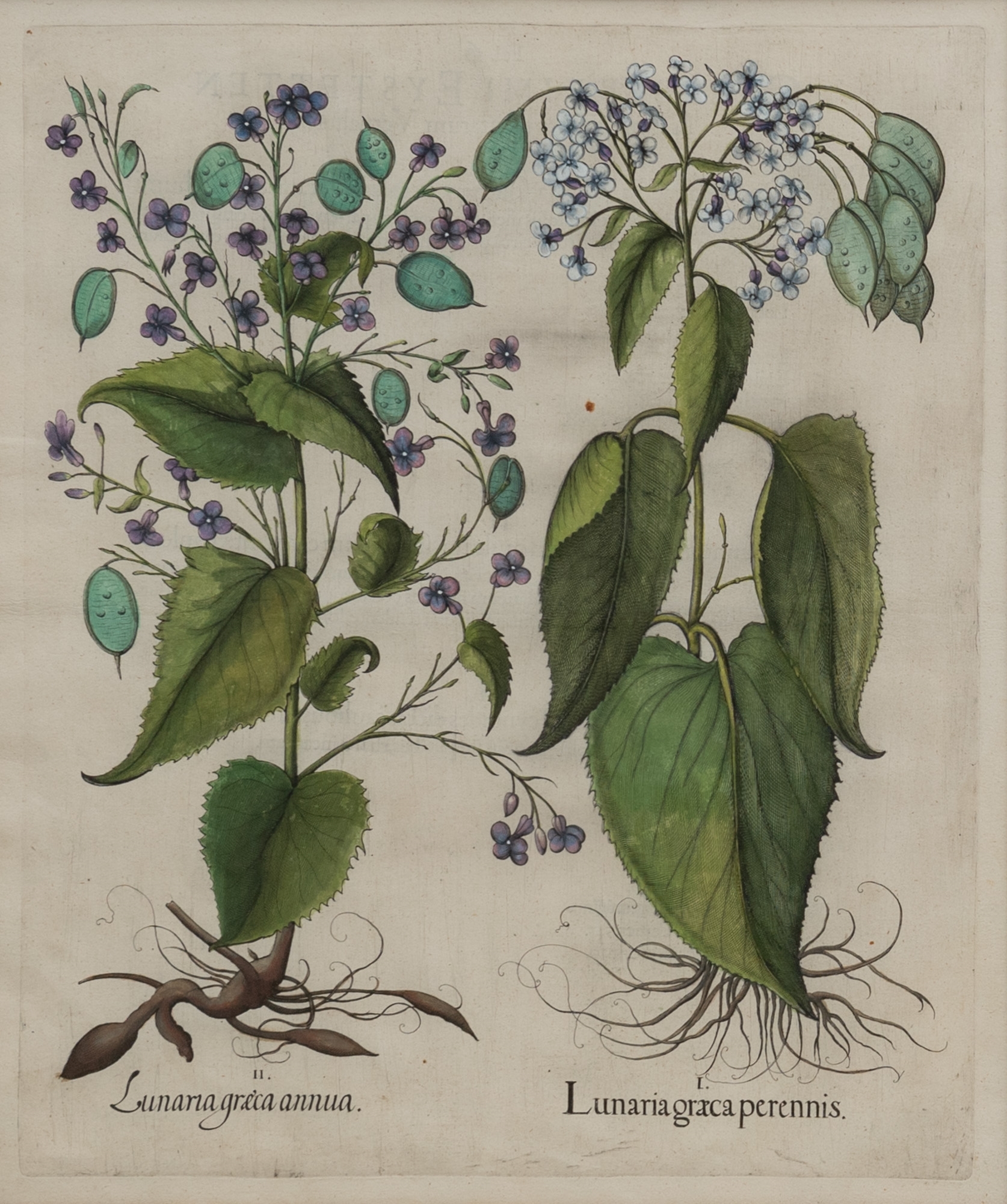 Artwork by Basilius Besler, Basilius Besler (1561-1629, Made of hand-colored engravings