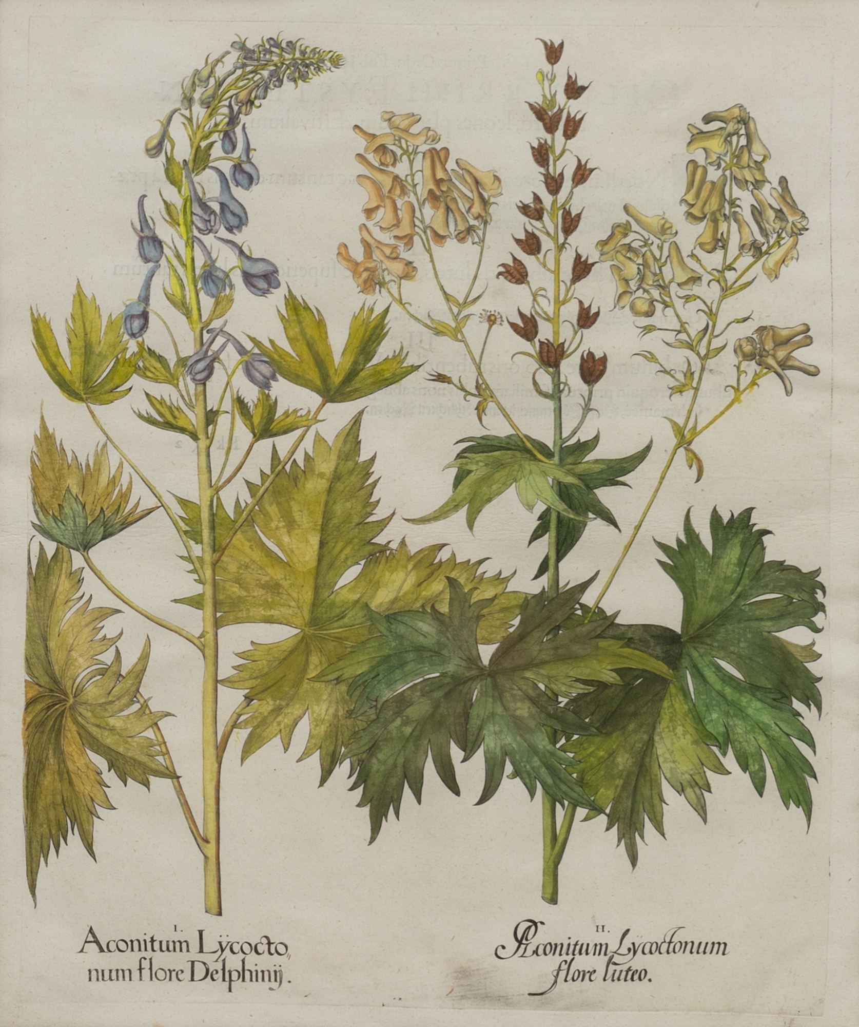 Artwork by Basilius Besler, Basilius Besler (1561-1629, Made of hand-colored engravings