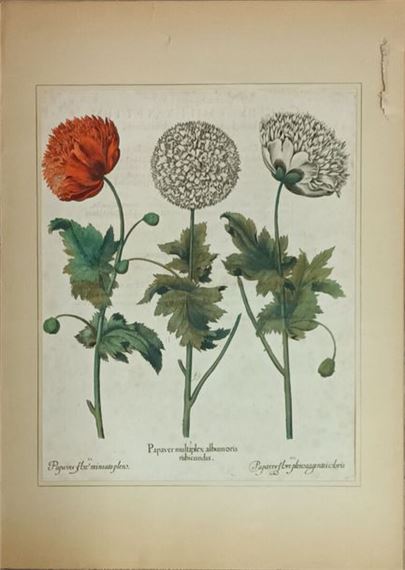 Papaver multiplex... - Lot by Basilius Besler, 1613