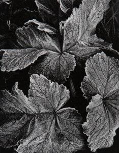 Leaves - Oliver Gagliani
