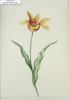 Mrs Kaufmann's Tulip, 1996;  watercolour and pencil on vellum, 50.8 x 35.6 cm (ARR) Provenance: with Thomas Gibson Fine Art, London (according to the label attached to the reverse);  with Beadleston Gallery, New York (according to the label attached to the reverse) - Brigid Edwards