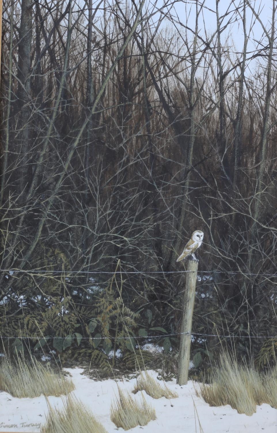Simon Turvey | barn owl | MutualArt