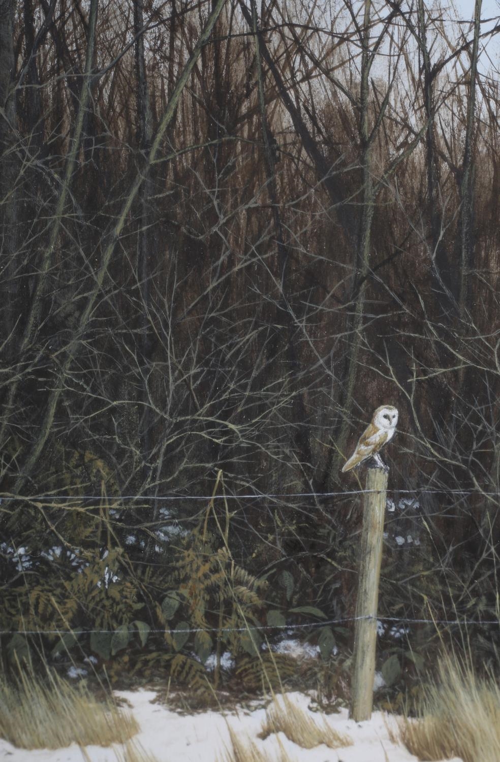 Simon Turvey | barn owl | MutualArt