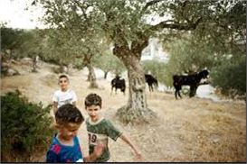 Beyond War: Photographer Captures Everyday Palestinian Life